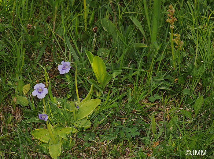 Pinguicula reuteri & Coeloglossum viride