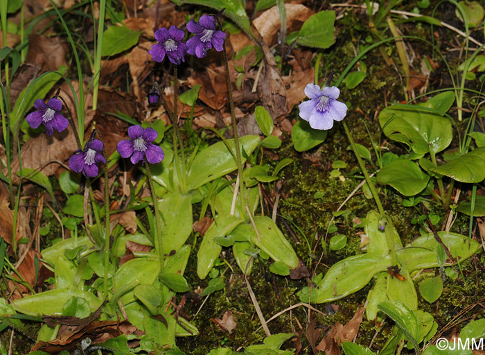 Pinguicula reuteri & grandiflora