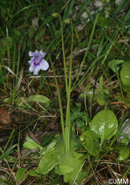 Pinguicula reuteri