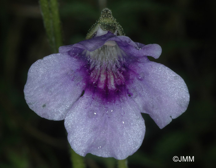 Pinguicula reuteri 