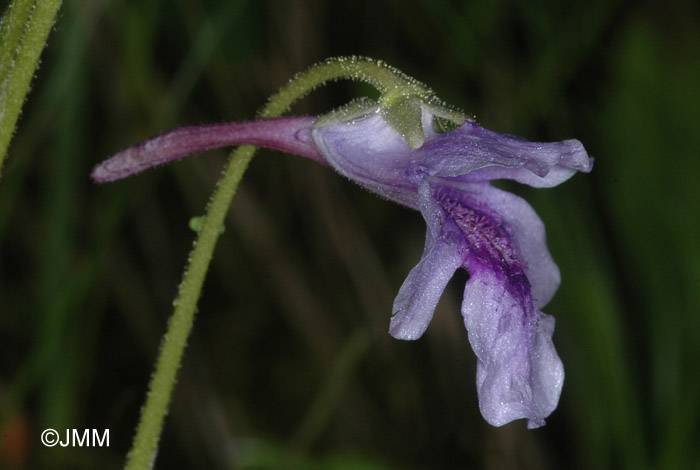 Pinguicula reuteri 