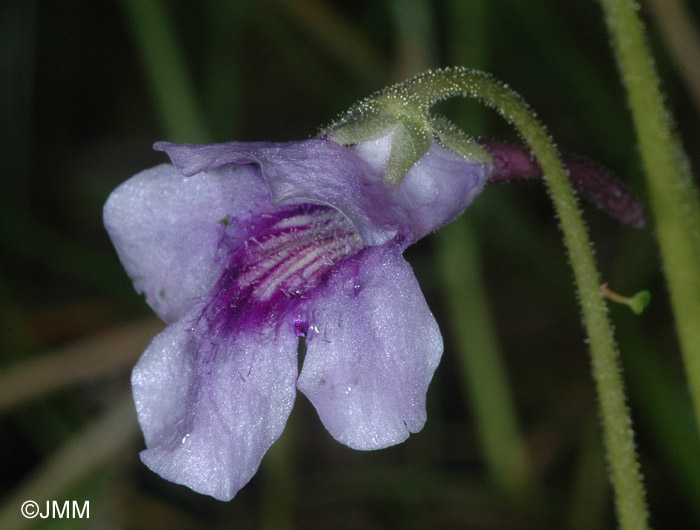 Pinguicula reuteri 