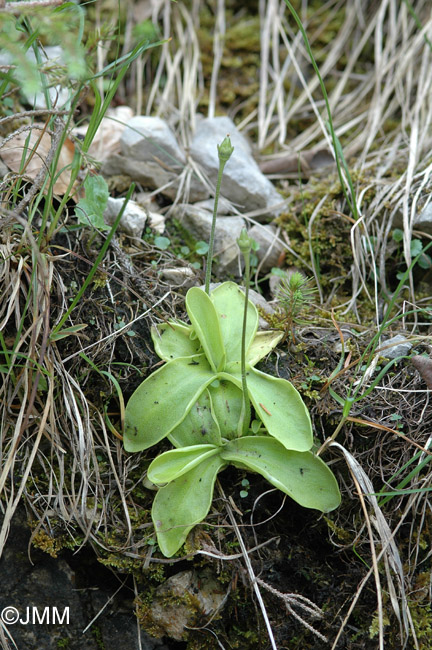 Pinguicula reuteri