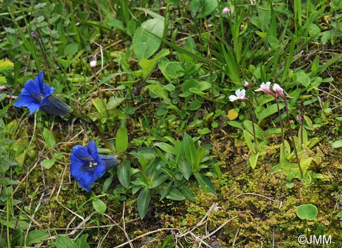 Pinguicula grandiflora subsp. rosea & Gentiana clusii