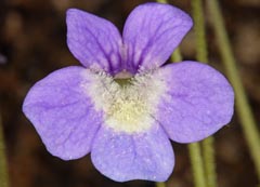 Pinguicula sehuensis