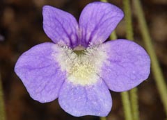 Pinguicula sehuensis : site