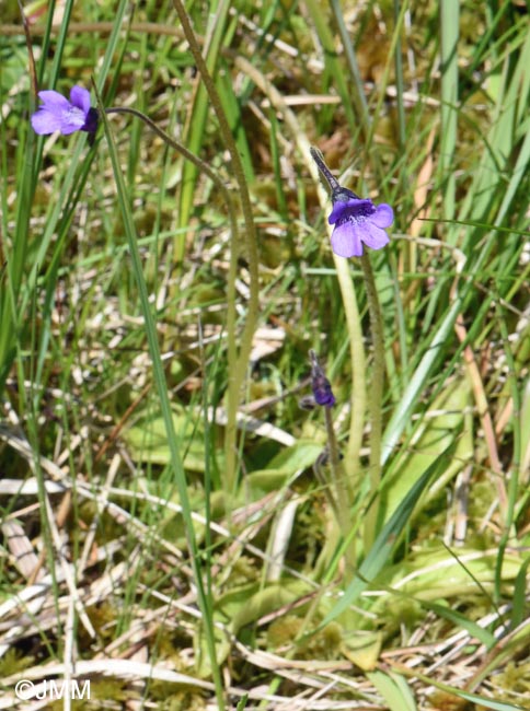 Pinguicula vulgaris var. transsilvanica = Pinguicula transsilvanica