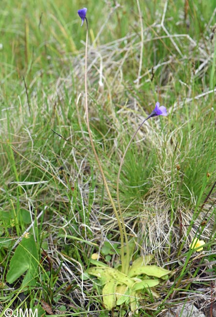 Pinguicula vulgaris var. transsilvanica = Pinguicula transsilvanica