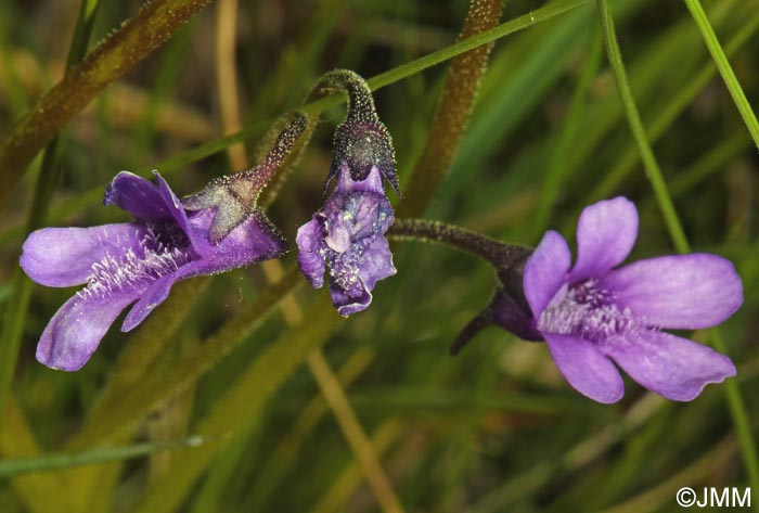 Pinguicula vulgaris var. transsilvanica = Pinguicula transsilvanica