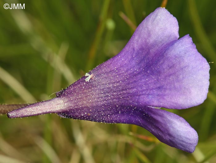 Pinguicula vulgaris var. transsilvanica = Pinguicula transsilvanica