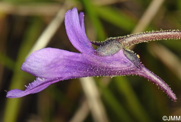 Pinguicula vulgaris var. transsilvanica = Pinguicula transsilvanica