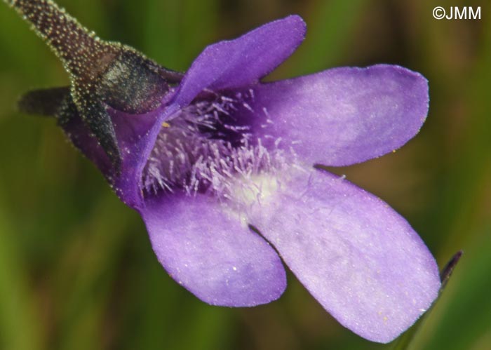 Pinguicula vulgaris var. transsilvanica = Pinguicula transsilvanica