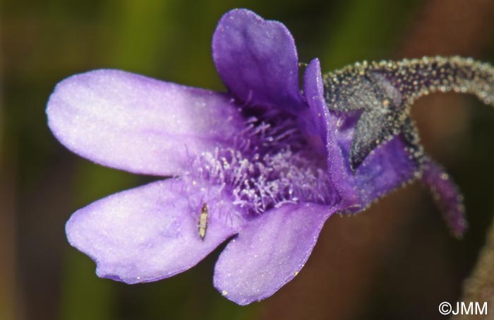 Pinguicula vulgaris var. transsilvanica = Pinguicula transsilvanica