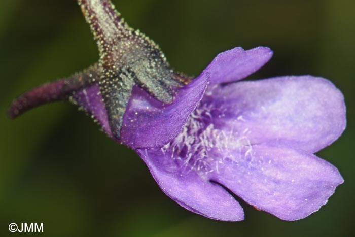 Pinguicula vulgaris var. transsilvanica = Pinguicula transsilvanica