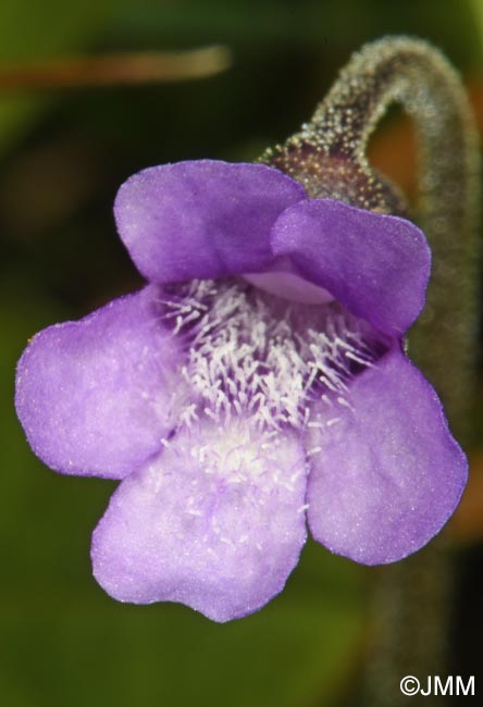Pinguicula vulgaris var. transsilvanica = Pinguicula transsilvanica