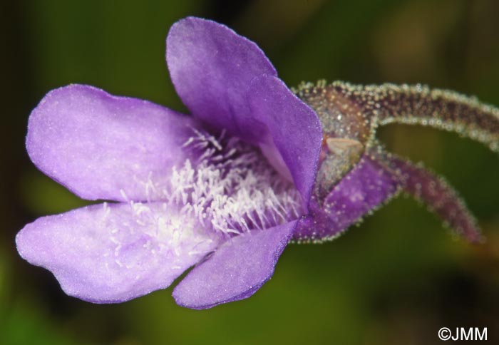 Pinguicula vulgaris var. transsilvanica = Pinguicula transsilvanica