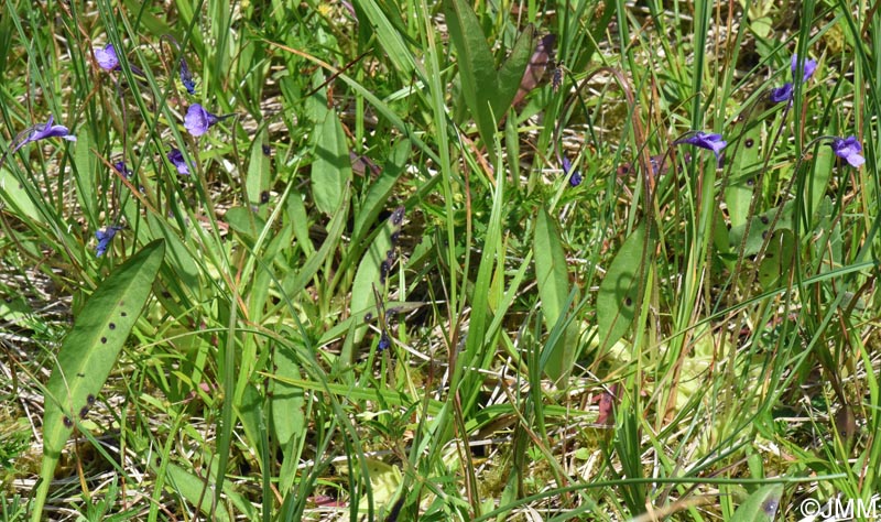 Pinguicula vulgaris var. transsilvanica = Pinguicula transsilvanica