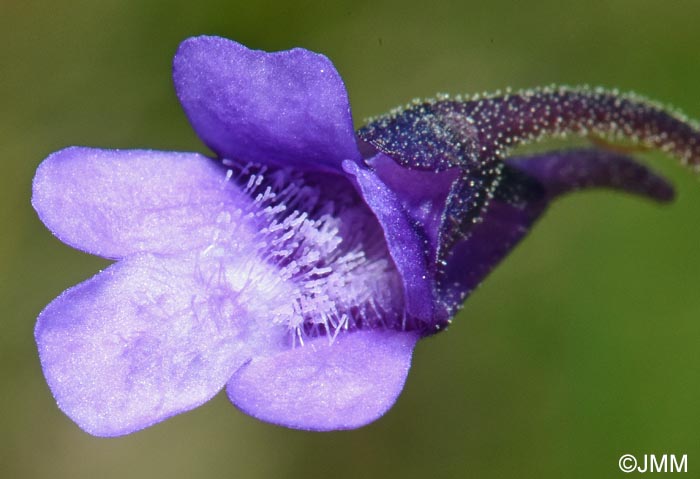 Pinguicula vulgaris var. transsilvanica = Pinguicula transsilvanica