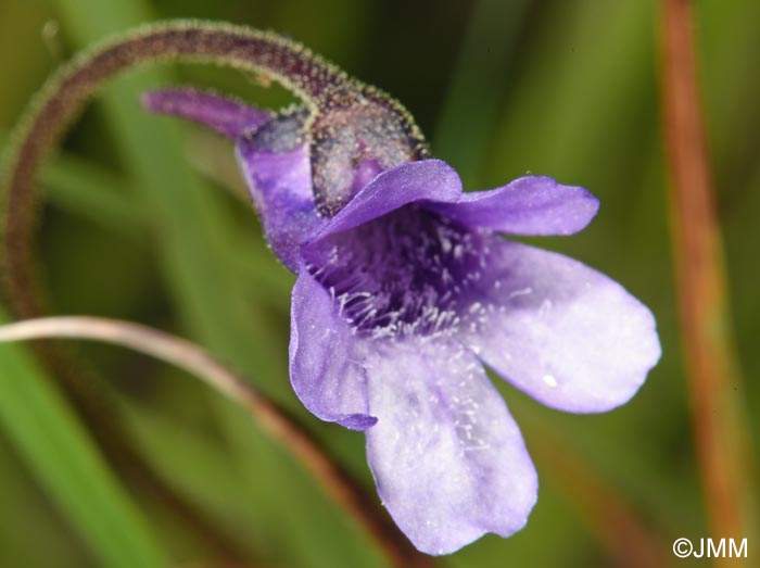 Pinguicula vulgaris var. transsilvanica = Pinguicula transsilvanica