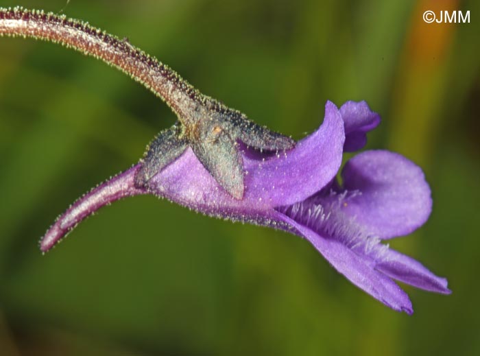 Pinguicula vulgaris var. transsilvanica = Pinguicula transsilvanica