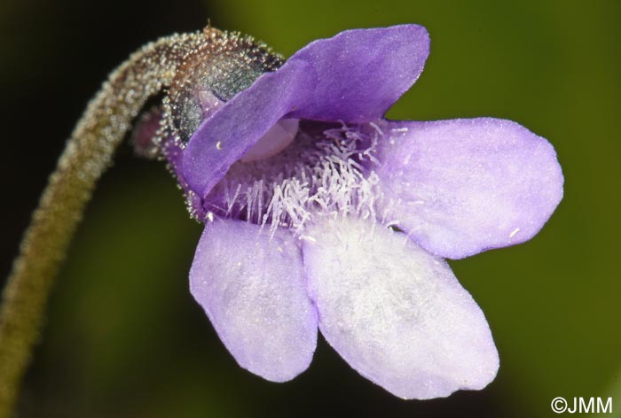 Pinguicula vulgaris var. transsilvanica = Pinguicula transsilvanica