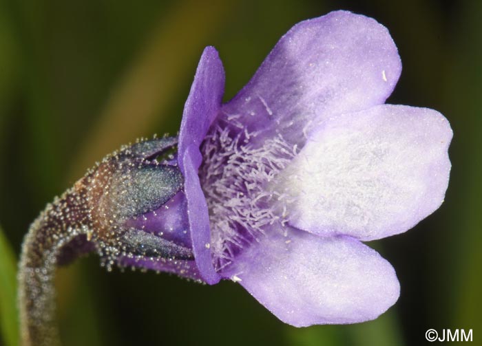 Pinguicula vulgaris var. transsilvanica = Pinguicula transsilvanica