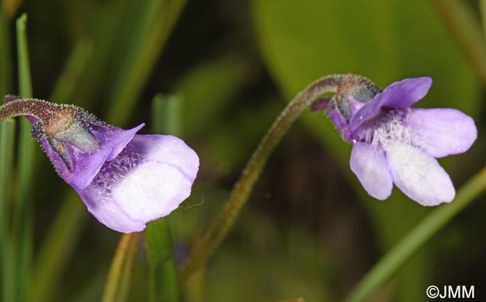 Pinguicula vulgaris var. transsilvanica = Pinguicula transsilvanica