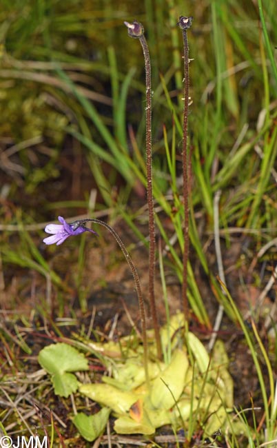 Pinguicula vulgaris var. transsilvanica = Pinguicula transsilvanica