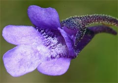 Pinguicula vulgaris var. transsilvanica