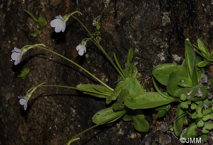 Pinguicula vallisneriifolia