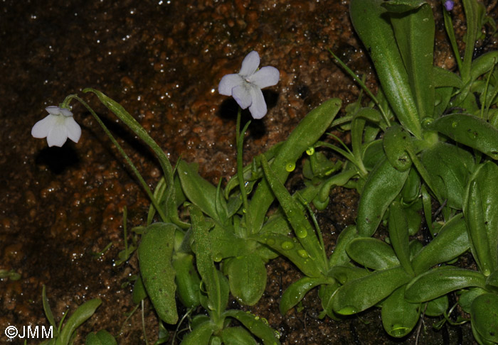 Pinguicula vallisneriifolia