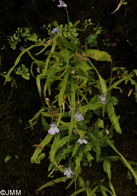 Pinguicula vallisneriifolia