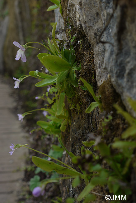 Pinguicula vallisneriifolia