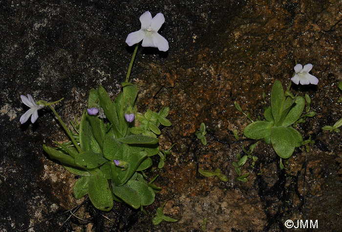 Pinguicula vallisneriifolia