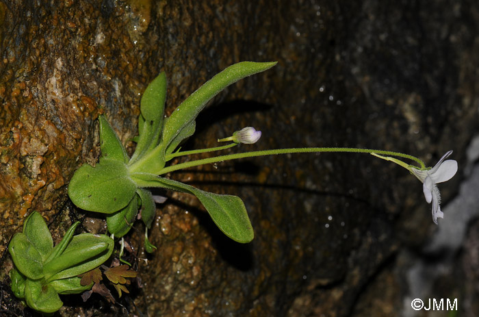 Pinguicula vallisneriifolia