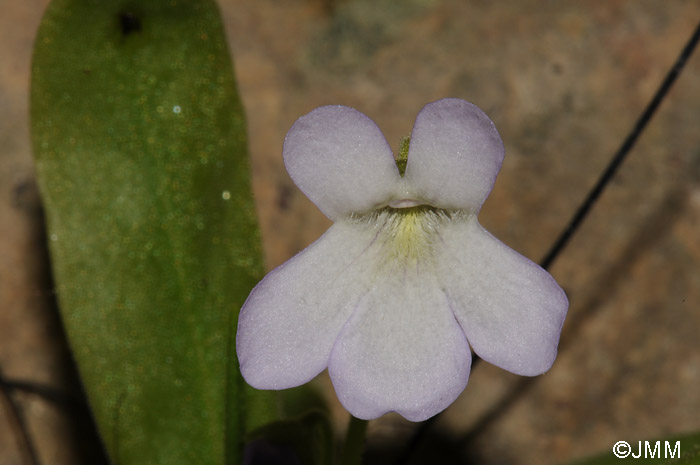 Pinguicula vallisneriifolia