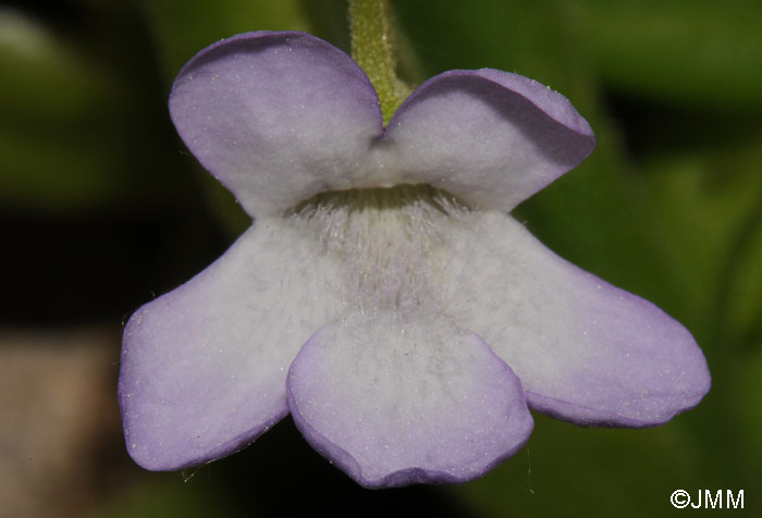 Pinguicula vallisneriifolia