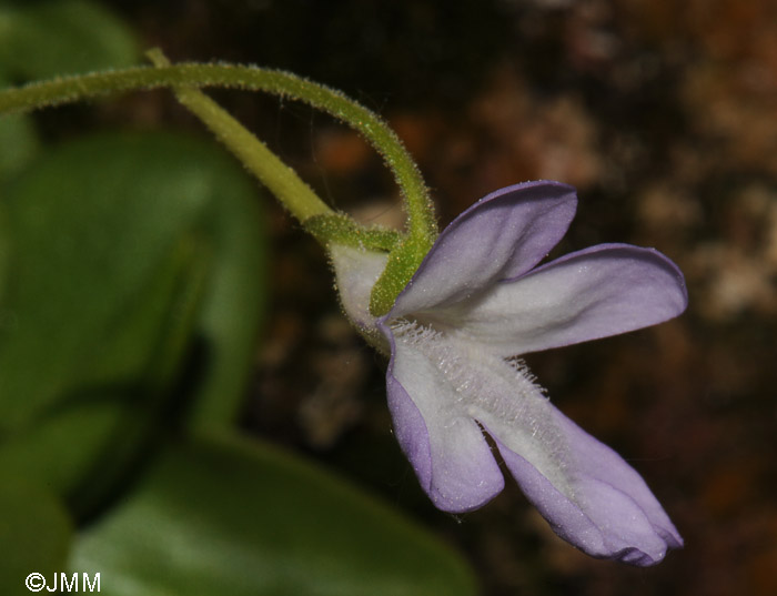 Pinguicula vallisneriifolia