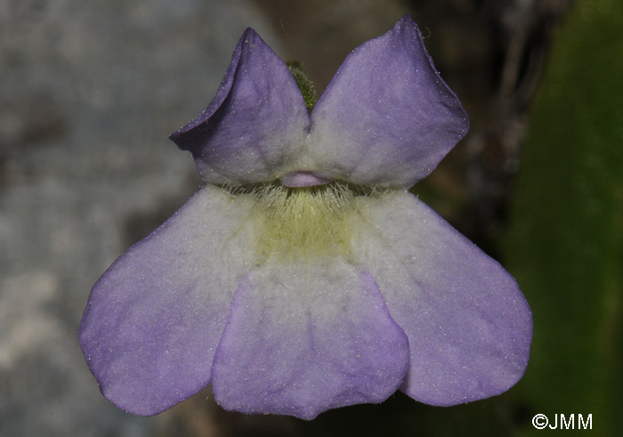 Pinguicula vallisneriifolia