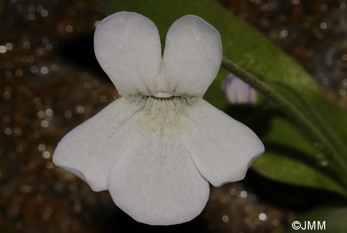 Pinguicula vallisneriifolia