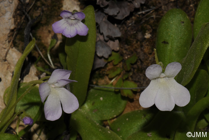 Pinguicula vallisneriifolia