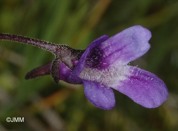 Pinguicula vulgaris