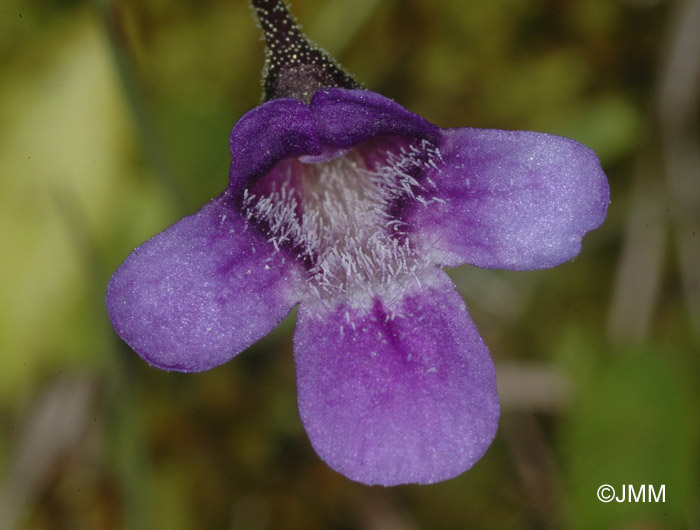 Pinguicula vulgaris