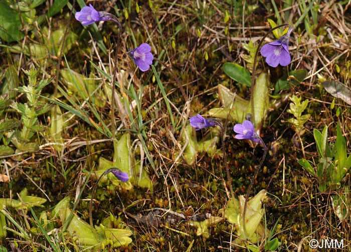 Pinguicula vulgaris var. alpicola