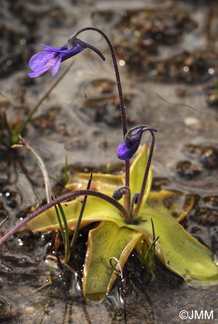 Pinguicula vulgaris var. alpicola