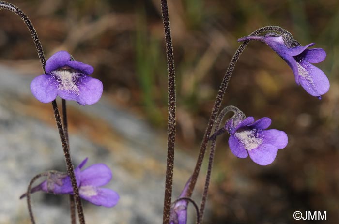 Pinguicula vulgaris var. alpicola