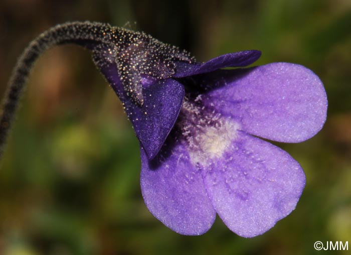 Pinguicula vulgaris var. alpicola