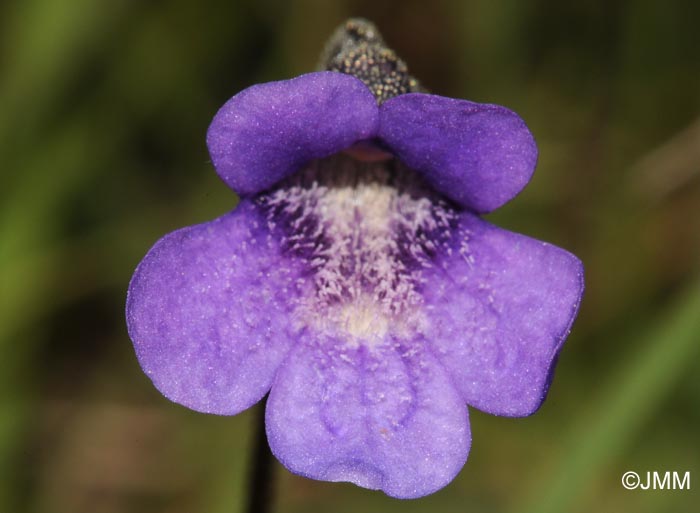 Pinguicula vulgaris var. alpicola