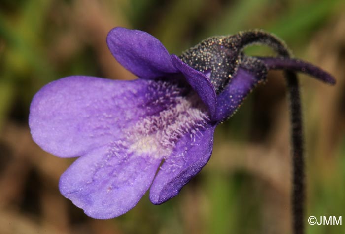 Pinguicula vulgaris var. alpicola