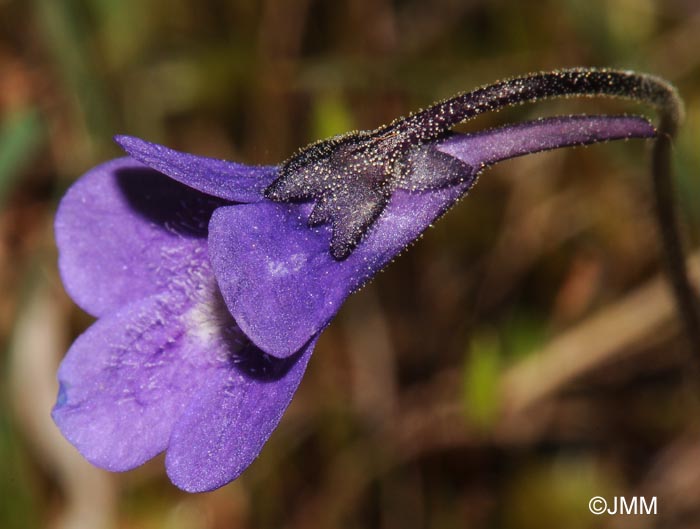 Pinguicula vulgaris var. alpicola